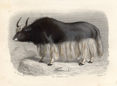 La vache tartare, gravée par E. Ramus - H. Gobin